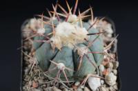 Echinocactus horizonthalonius VZD 546